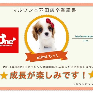 【 卒業記念 】mimiちゃん卒業おめでとう!今までの感謝を込めて〜卒業ブログ〜