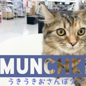 【 マンチカン成長ログ 】うきうきお散歩タイム!