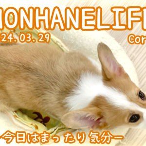 【 コーギー成長ログ 】今日はまったり気分のコーギーちゃん