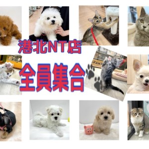 【 港北NT通信 】4月14日在籍中の港北NT店の可愛子ちゃん、全員集合!