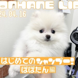 【 ポメラニアン成長ログ 】ぽぽたんはじめてのシャンプー!
