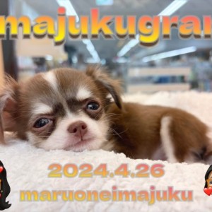 【 イマジュクグラム 】チョコタンチワワちゃまは寝起きから可愛さ爆発中!