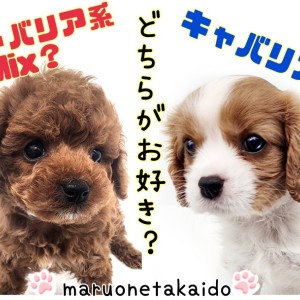 【 犬種大検証 】キャバリアmix犬と純血キャバリアの特徴を比べてみた!!