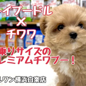 【 MIX 】早くもお問合せ殺到中!プレミアム級の可愛さを持つチワプー降臨