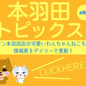 【 HONHANEトピックス4月号 】マルワン本羽田店4月の配信情報！
