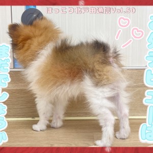 【 ほっこり北通Vol.50 】お外デビューが待ち遠しいポメちゃん