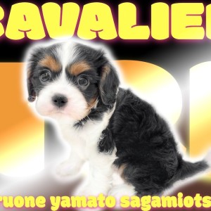 【 キャバリア 】飼いやすさと可愛さの二刀流!そして人気の高いトライカラー!