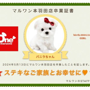 【 卒業記念 】マルチーズのバニラちゃん卒業おめでとう!今までの感謝を込めて〜卒業ブログ〜