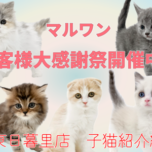 【 子猫紹介 】お客様大感謝祭開催中!東日暮里店に在店中の子猫全頭をご紹介!