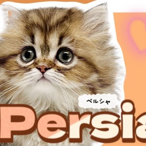 【 ペルシャ 】ぺちゃ顔好きさん必見!ゴールドの上品な被毛を纏った激カワ皇女様