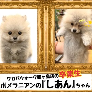 【 今日の鶴ヶ島店 】卒業生ポメラニアンの『しあん』ちゃん来店