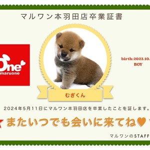【 卒業記念 】柴犬むぎくん卒業おめでとう!今までの感謝を込めて〜卒業ブログ〜