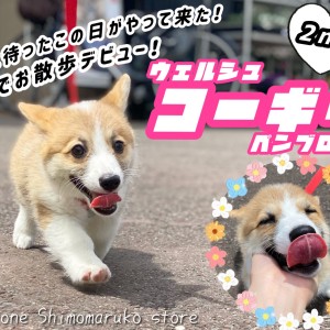【 コーギー 】元気ハツラツ!初めてのお外も楽しく過ごせちゃうよ!2ndブログ