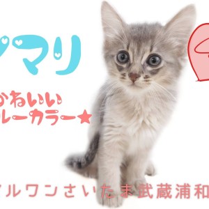 【 ソマリ 】可愛さとカッコよさを併せ持つ!大きな瞳のブルーソマリが浦和に登場!