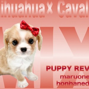 【 チワワ×キャバリア 】キャバリアMIX最小ハーフわんこチワキャバちゃん!
