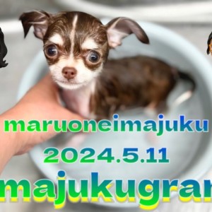 【 イマジュクグラム 】生後3ヶ月のチョコタンチワワちゃまシャンプーデビュー!