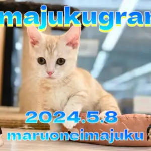 【 イマジュクグラム 】生後3ヶ月のクリームマンチカンちゃま最新動画を大公開！