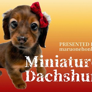 【 ミニチュアダックスフント 】灼熱の太陽に照らされた濃厚レッドのダックスちゃん!