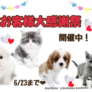 【 お知らせ 】お客様大感謝祭開催中!港北NT店の可愛いワンニャンご紹介