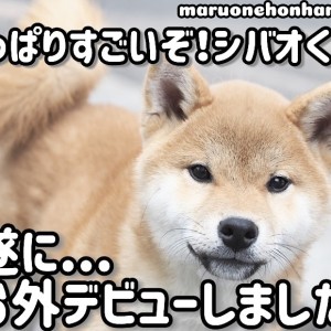 【 柴犬 】ドキドキの初体験!シバオくん初めてのお外デビュー!