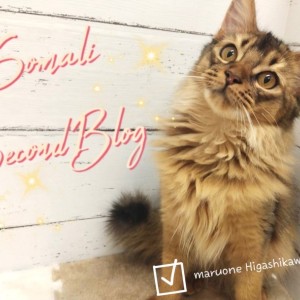 【 ソマリ 】美しさを増し大人女子へ!甘え上手に成長し迎える生後5ヶ月!