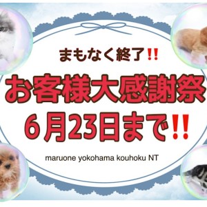 【 お知らせ 】お客様大感謝祭!港北NT店でパートナーを見つけちゃおう!