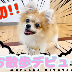 【 ポメラニアン 】2nd成長ブログ!最初の練習は初お散歩から!