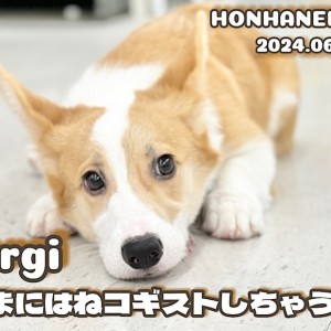 【 コーギー成長ログ 】可愛いコギストを披露!走るの大好きおちゃめなピーチ姫!