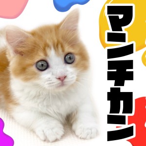 【 マンチカン 】バランスの良い性格と可愛いルックスが揃った短足マンチ!