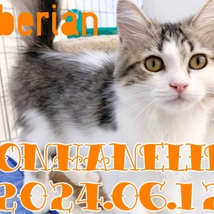 【 サイベリアン 】元気いっぱい愛嬌だらけのサイちゃんの1日!