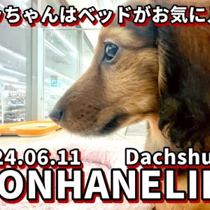 【 レッドダックス成長ログ 】ダッちゃんはベッドがお気に入り!