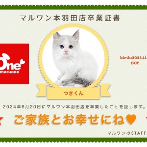 【 卒業記念 】ラグドールのつきくん卒業おめでとう!今までの感謝を込めて〜卒業ブログ〜