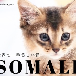【 ソマリ 】まるでワンコ?超絶甘えん坊な世界一美しいソマリ!