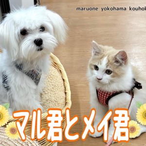 【 なかよし通信 】港北NT店にワンにゃん仲良しコンビが誕生しました!