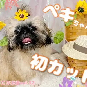 【 ほっこり北通Vol.92 】初サロン!劇的変身したペキニーズちゃんをご覧あれ