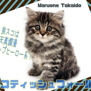 【 スコティッシュ・フォールド 】濃いめブラウンタビー&ボリューム満点ボディ!