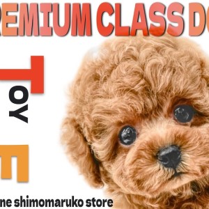 【 トイプードル 】最高峰のルックスを持つプレミアム認定!極上の出会いをご提供!