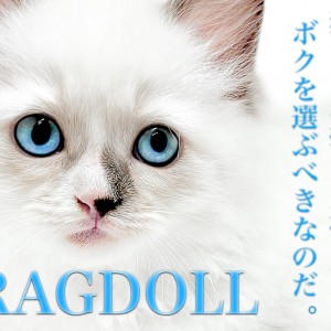 【 ラグドール 】猫初心者にオススメ!ブルーポイントバイカラーの男の子!