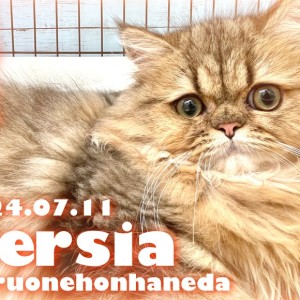 【 ペルシャ 】最高の性格を手に入れたチンチラゴールデンの男の子!