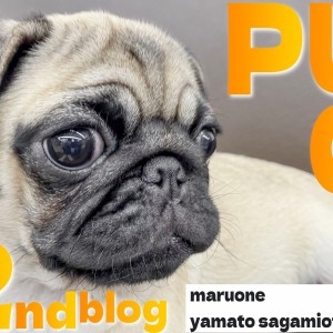 【 パグ 】生後3ヶ月の2ndブログ!見せる表情は無限大!あなたの好きな表情は?