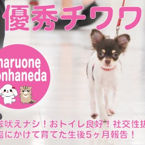 【 チワワ 】コンパクトに穏やかにペットライフを送るならばこの子が超オススメです!