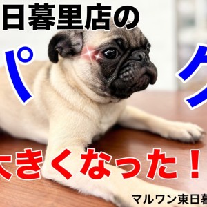 【 パグ 】パグどんドッグランデビューのセカンドレビュー!