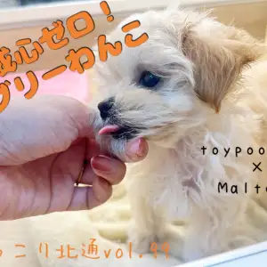 【 ほっこり北通Vol.99 】舌ペロ攻撃炸裂!警戒心ゼロのマルプーちゃん