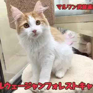 【 ノルウェージャン 】人懐っこさ抜群!抱っこが大好きな心優しい女の子!