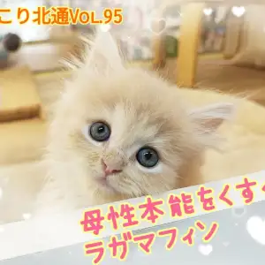 【 ほっこり北通Vol.95 】ご飯の食べ方が赤ちゃんすぎるラガマフィンくん