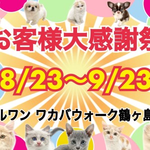 【 お知らせ 】お散歩の楽しい秋間近の大感謝際!鶴ヶ島店ワンニャン紹介