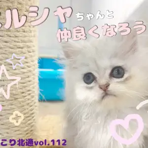 【 ほっこり北通Vol.112 】初めましてのペルシャちゃんと仲良くなろう！