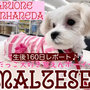 【マルチーズ】祝生後160日!おっとり控えめの甘えんボーイから目が離せない!