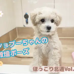 【  ほっこり北通Vol.109 】北戸田恒例教壇ポーズのビショプーちゃん