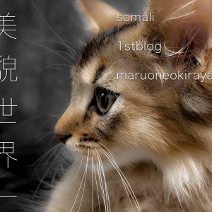 【 ソマリ 】美貌世界一!!キュンギャップ多めのエレガントキャット!